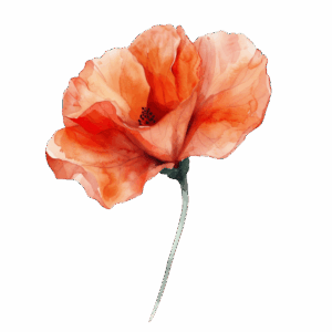 Home 4 fleur aquarelle coquelicot 600x600 1