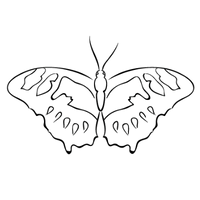 Coaching & Mentoring 9 schmetterling logo coaching transformation diene vision