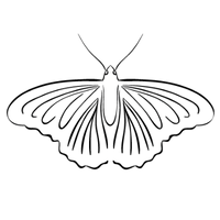 Coaching & Mentoring 12 schmetterling logo coaching transformation selbstvertrauen